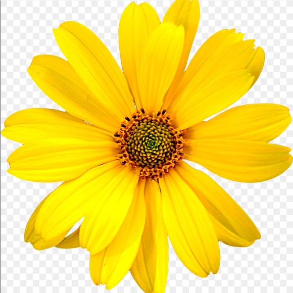 Meet your Posher, Ruby & Daisy - Picture 1 of 1